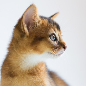 abesszin macska profil