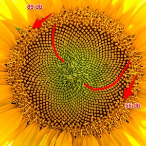 Napraforgó spirálok számai Fibonacci számok